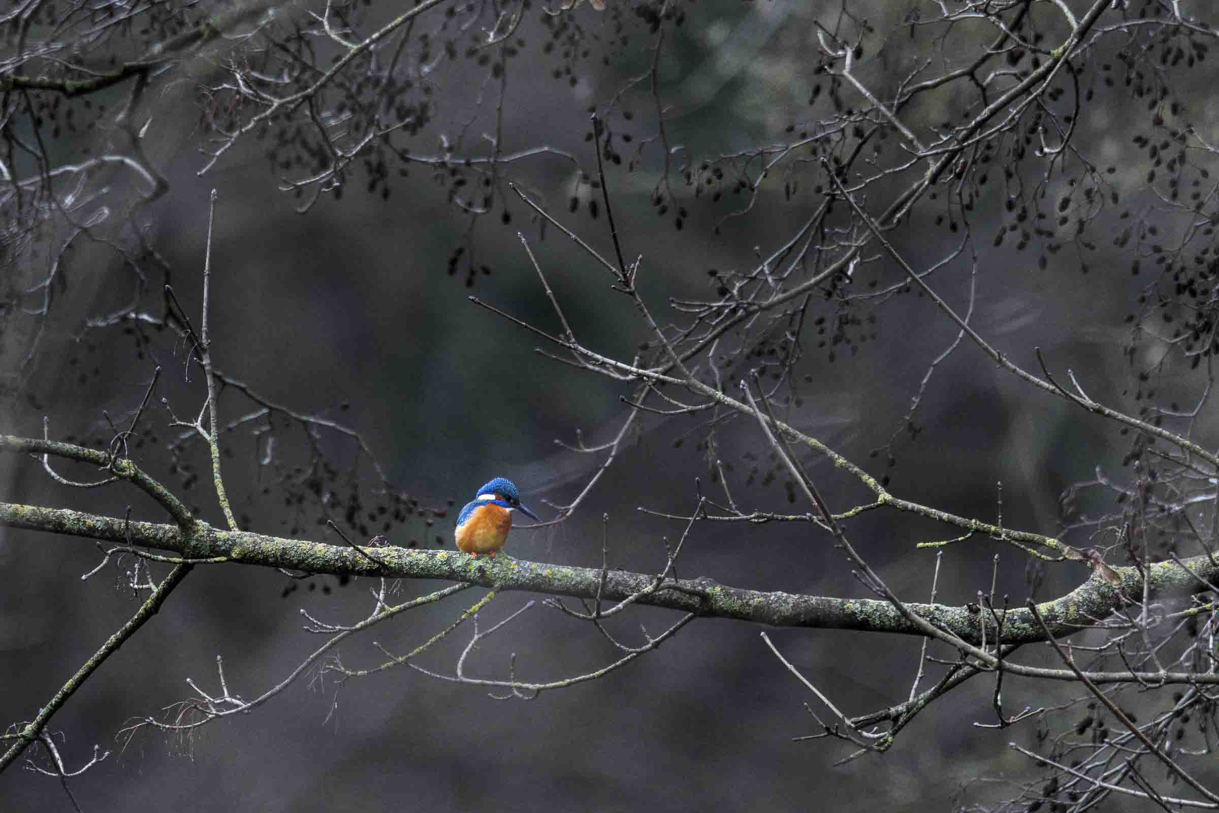 Natur 1
