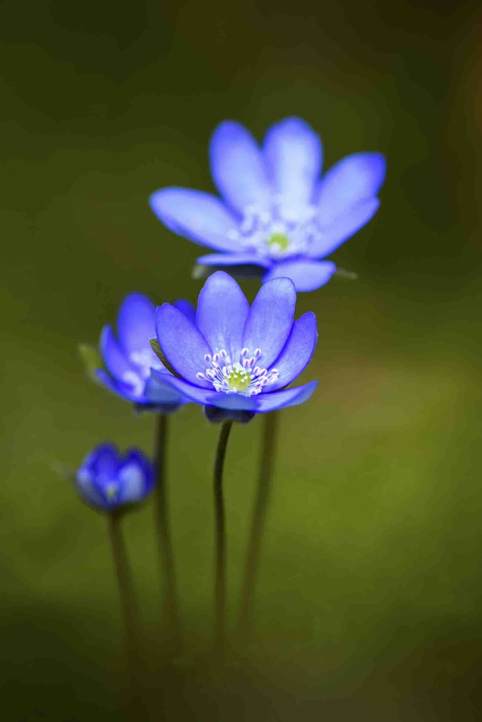 Natur 3
